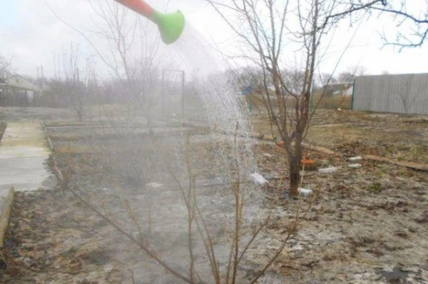 Kā karstā duša palīdz ogu krūmiem agrā pavasarī?