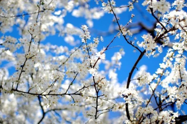 Ko vasarniekam sagaidīt aprīlī: tautas zīmes