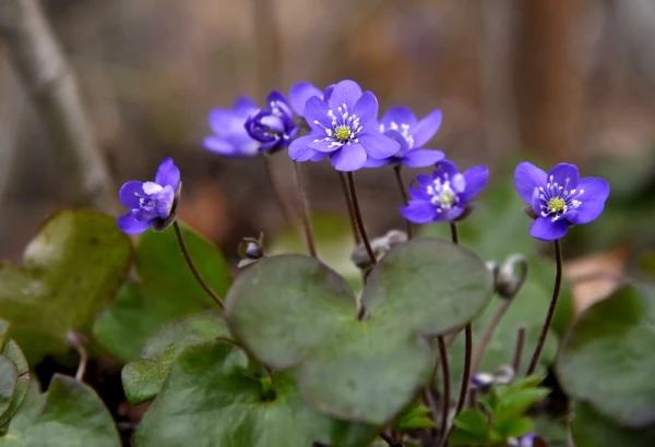 Pirmdiena būs daļēji mākoņaina