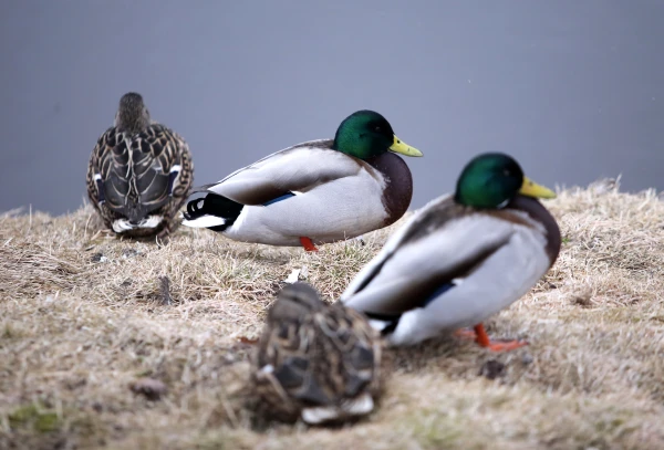 Otrdien vietām gaidāms lietus