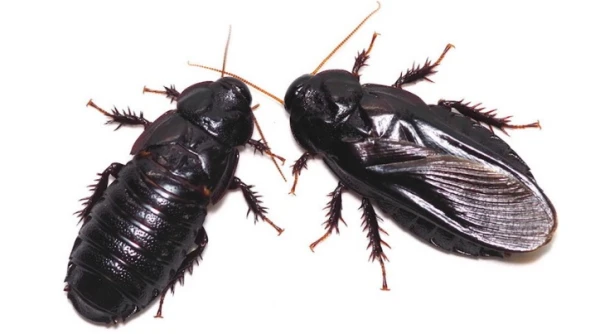 Милые бранятся - только тешатся.