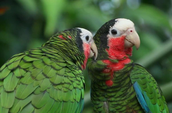 Putnu mūža ilgums: faktori un īpatnības