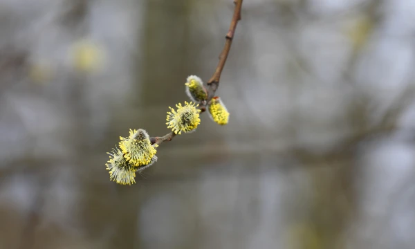 Zaļā ceturtdiena gaidāma saulaina