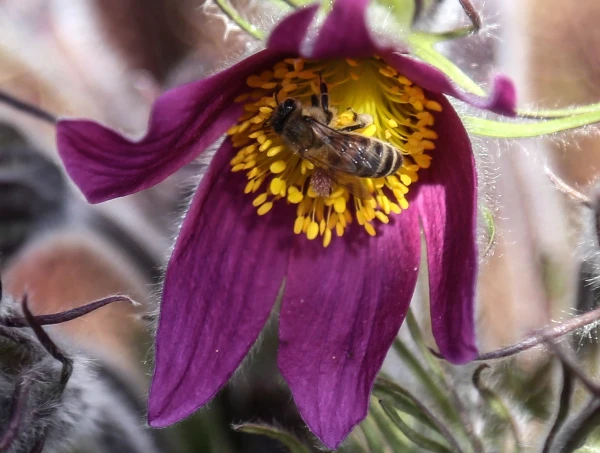 Gulbenes novada Druvienas pagastā bitēm konstatēta Amerikas peru puve