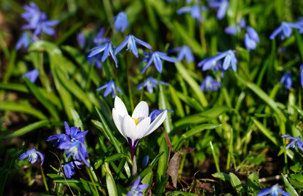 Šā gada marts Latvijā - siltākais un ceturtais sausākais novērojumu vēsturē