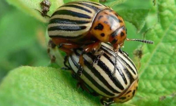 Kāpēc kukaiņi spēj izdzīvot kritienus no lieliem augstumiem, atšķirībā no cilvēkiem