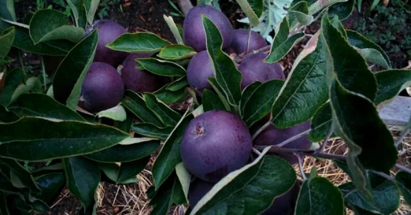 Kāpēc šķirnes «Black Diamond» āboli ir tik dārgi un reti?