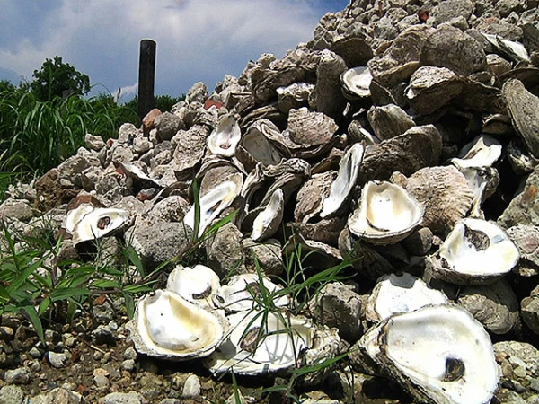 Материал из раковин помогает очищать воду, загрязненную редкоземельными элементами