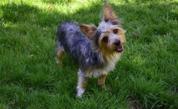 ASV atrasta pazudusi kucīte 3,2 tūkst. km attālumā no mājām