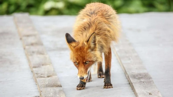 Vai Latvijas pilsētās zvēri izspiež cilvēkus?