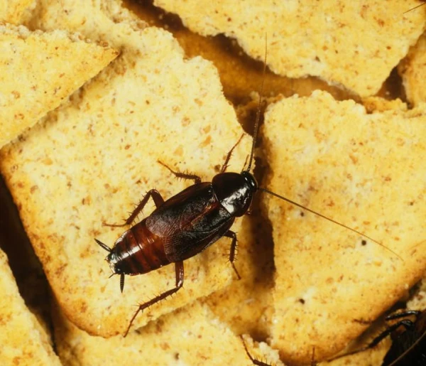 Mājas tarakānu apkarošanas veidi