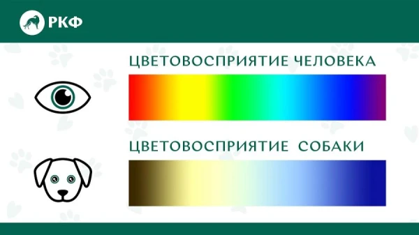 Kinologs norādīja uz atšķirībām suņu un cilvēku redzējumā