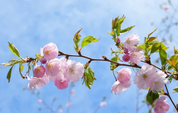 Nākamnedēļ laiks kļūs siltāks