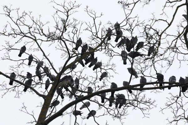 Kāpēc putni nenokrīt, guļot uz zariem?