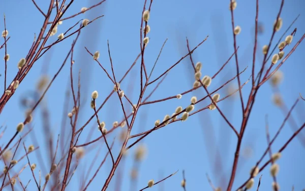 Gaisa temperatūra ceturtdien nepārsniegs +8 grādus