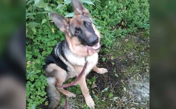 Rosina apsūdzēt pensionāru par kaimiņienes suņa noduršanu Jūrmalā