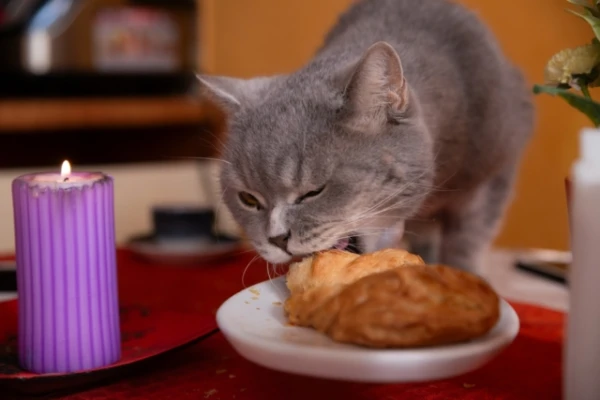 Vai jūs to dodat sunim vai kaķim? Ārste nosauca produktus, kas var būt dzīvībai bīstami