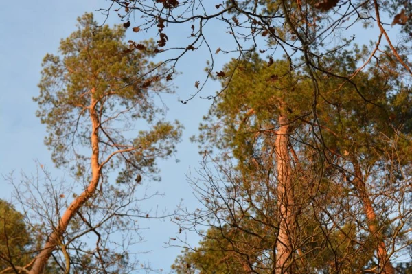 Meža peldes: kas tās ir un kā tās pareizi praktizēt