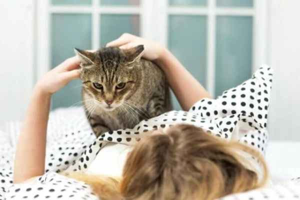 Kāpēc kaķis dod priekšroku gulēšanai uz cilvēka?