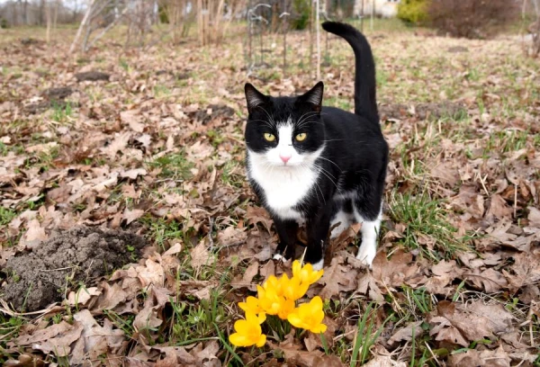 Sestdien būs pārsvarā saulains un mēreni silts