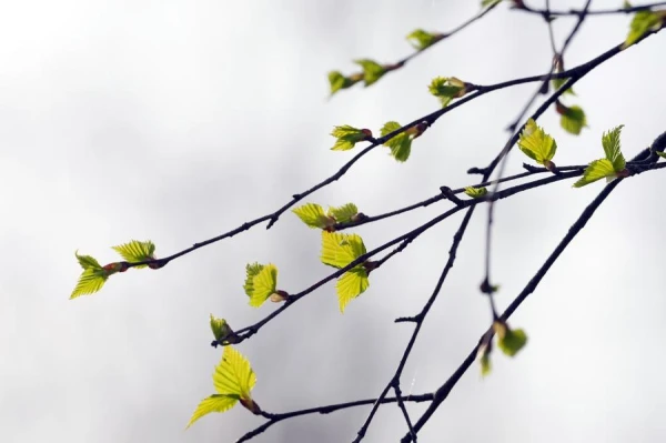 Svētdien valstī gaidāms mainīgs mākoņu daudzums