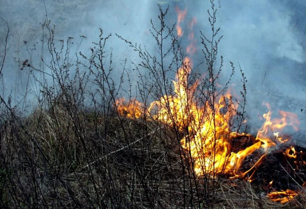 Dedzini dārzā šodien? Tad, iespējams, pie jums jau brauc