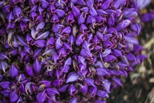 Vai visi augi izdala skābekli?