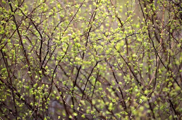 Nedēļas nogalē gaidāms pārsvarā sauss un saulains laiks