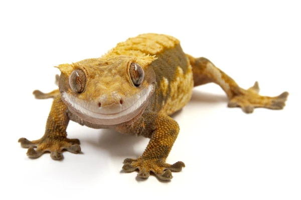 Rīgā vērojams pieprasījums pēc banānu gekoniem. Pļavniekos tos pat sākuši audzēt!