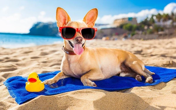 ASV uzsāka aviokompāniju suņiem