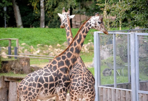 Vai žirafes var vemt?