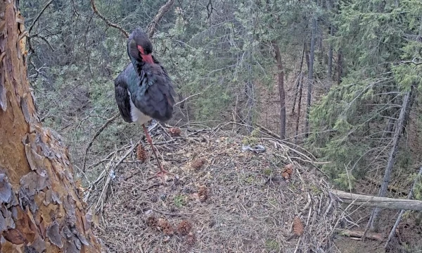 Stārķi atgriežas Latvijā: tiešraides ligzdās pēc ziemas pirmoreiz parādījušies baltie un melnie putni