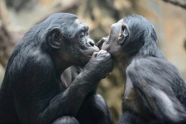 Kāpēc bonobo tēviņi biežāk nonāk konfliktos nekā parastie šimpanži