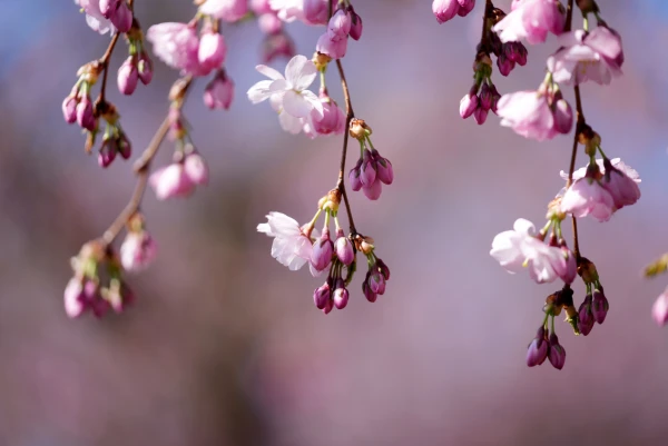 Laikapstākļus arvien vairāk ietekmē augsta spiediena apgabals