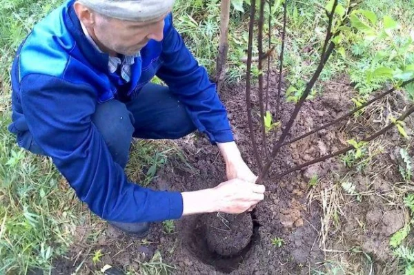Kā pareizi un zinātniski iestādīt ķiršus un plūmes?