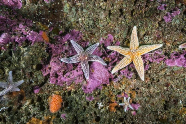 Kāpēc dzīvniekiem nav trīs vai piecas kājas?