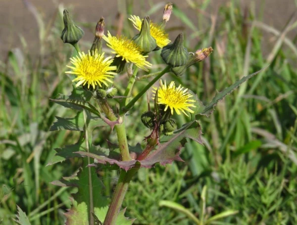 Eksperta padomi nezāļu apkarošanai