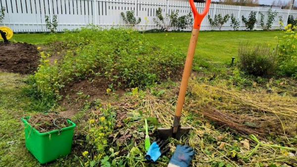 Vasarniekiem ieteikts laistīt zemenes ar jodu