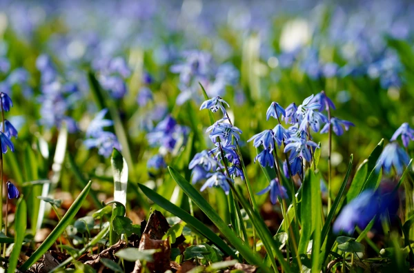 Diena būs sausa un saulaina