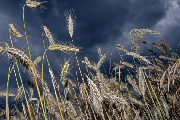 Krievijas graudaugu tranzīts caur Latviju pirmajā ceturksnī pieaudzis 2,7 reizes