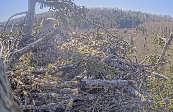 Jūras ērgļiem Durbē izšķīlies otrais cālis