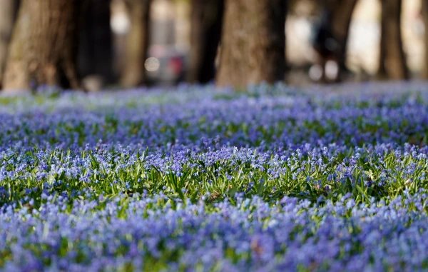 Trešdien spīdēs saule un pieaugs vēja ātrums
