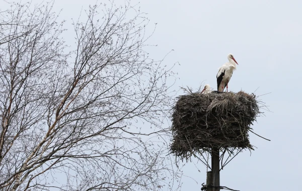 Nedēļas nogalē gaidāms stiprs vējš un nokrišņi