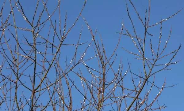 Aprīļa vidus Latvijā bijis sauss un grādu siltāks par normu