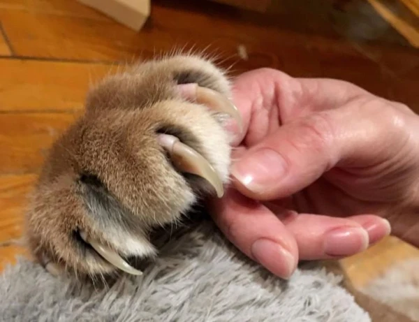 Kāpēc kaķi spēj slēpt ķepu nagus, bet suņi — nē?