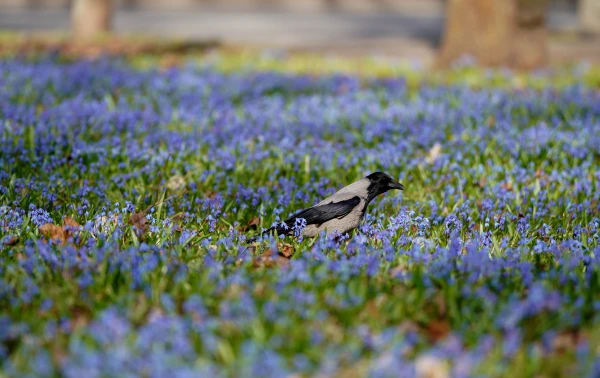 Ceturtdien pūtīs brāzmains vējš