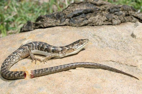 Kāpēc astes ataug tikai lezardēm?