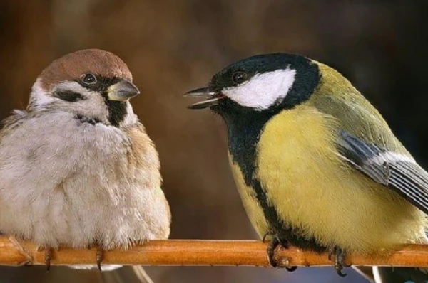 Kāpēc zīlītes uzbrūk zvirbuļiem?