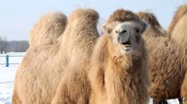 Kāpēc kamieļu piens nākotnē kļūs par populāru izvēli