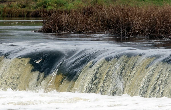 Notiek svētki «Lido zivis Kuldīgā»